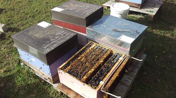 Bee Hives for Sale
