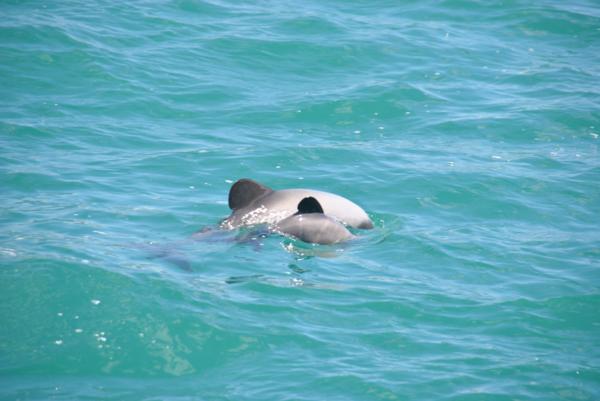 Rare dolphin calves have been sighted in Akaroa Harbour, which is always great news for the endangered species. 