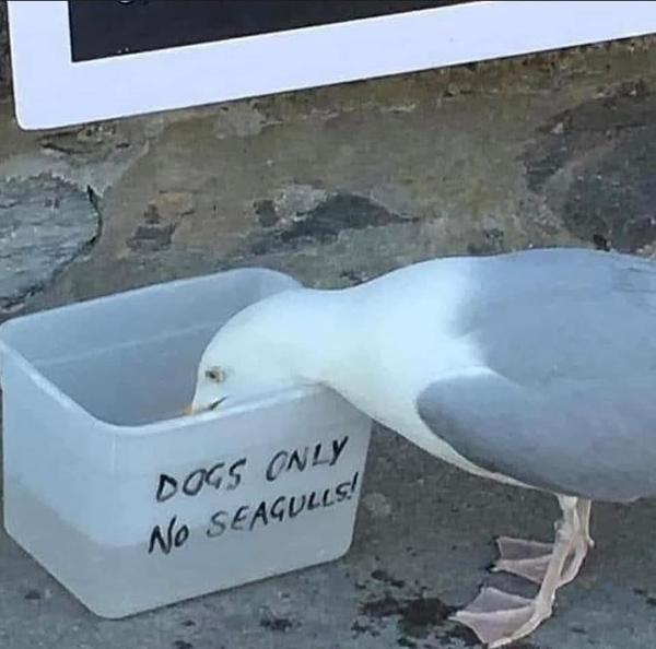 No seagulls