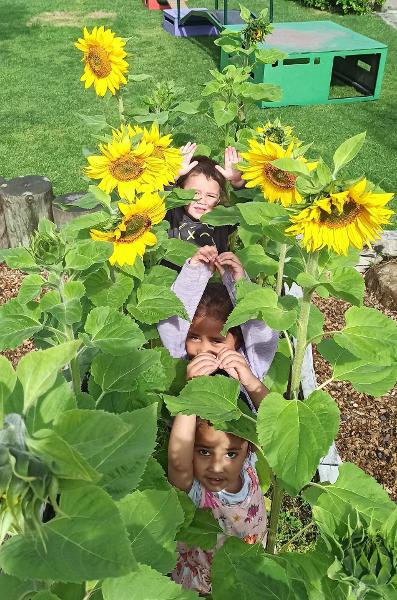 Overall Best Photo Winner (from back to front): Hudson, 3 years, Alicia, 5 years and Achint, 4 years - "Our Sunflowers are getting taller!"
