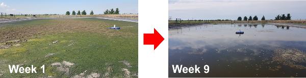 Effluent pond on the 2 Mar and 21 days later