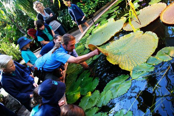 Amazing Amazon lily pad in Auckland Domain amazed Chelsea School students