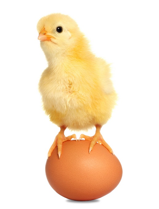 Chick on Egg