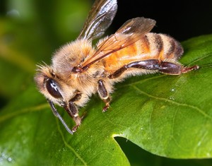 Bee On Oak Tree Honey dew