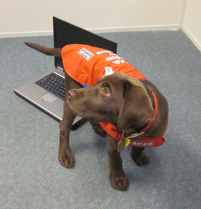 Guide Dog puppy Fudge about to set up her MyBucket Onlne Collection for Blind Week.