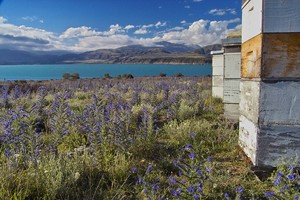 Bee hives