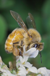 Bees are doing their bit