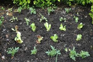 Marigold, Lettuce, and tomato