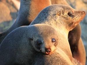 NZ fur seals 