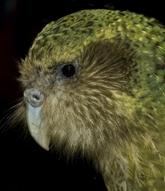 Sirocco - New Zealand's conservation spokesbird