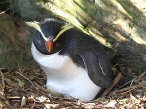 Tawaki penguins 