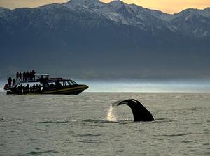 Watching a sperm whale play with Whale Watch Kaikoura.