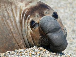 NZ fur seals 