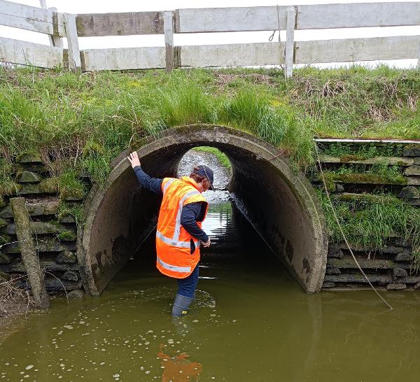 Waikato Regional Council officer inspecting stock underpass.