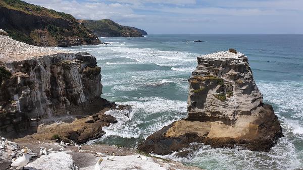 Muriwai Beach Gannet Colony