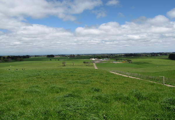 Rangitikei grass