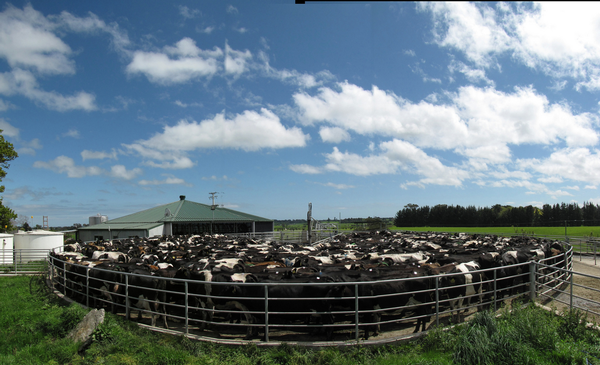 Rangitikei cows