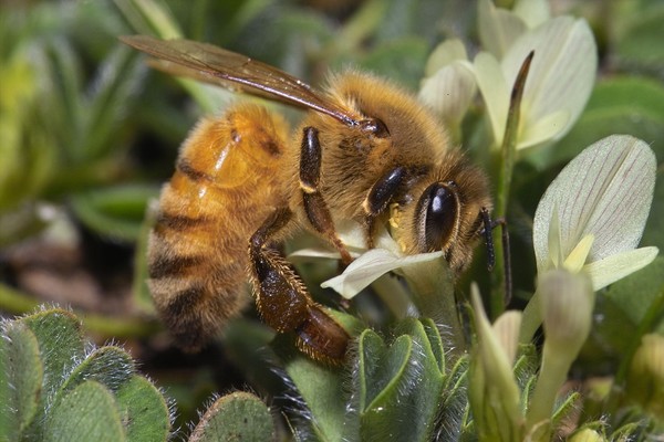 Bees are doing their bit