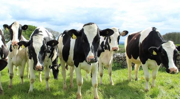 Dairy cows