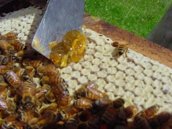 Waikato based SummerGlow Apiaries, says that a new study showcases the need for a definition of M&#257;nuka Honey.