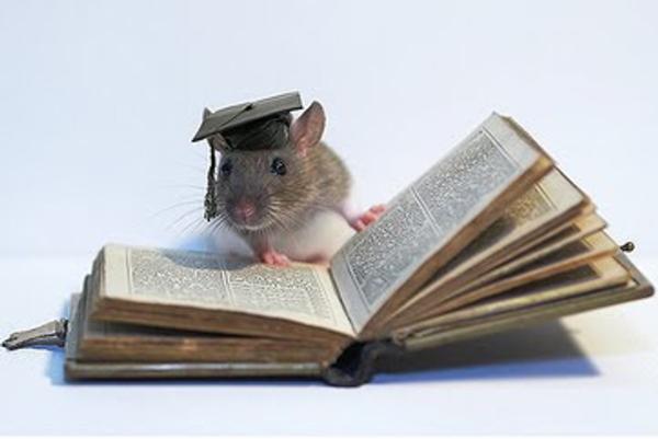 intelligent rats | infonews.co.nz New Zealand News