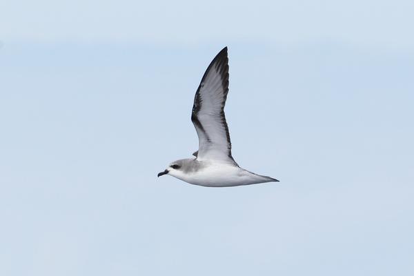 Cooks Petrel