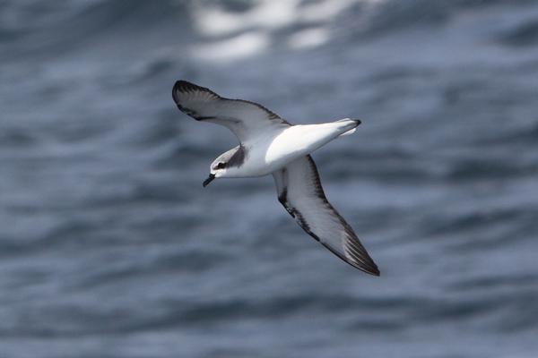 Cooks Petrel