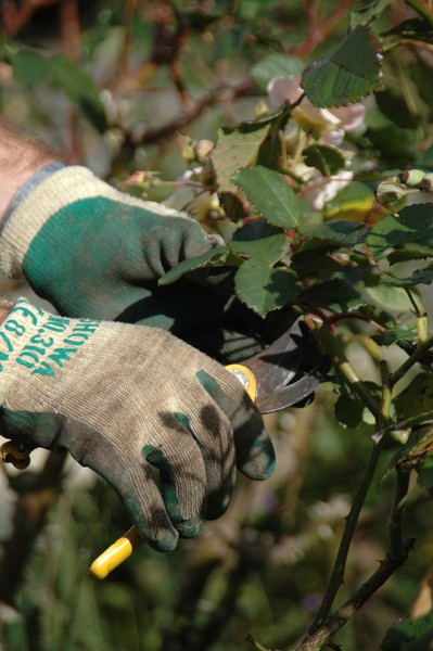 Pruning