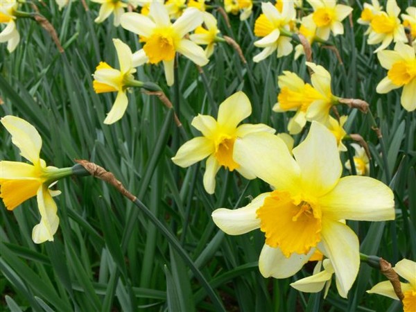 Daffodil Day is Friday 28 August 2009. There are many commercial daffodil growers throughout the country. Daffodils can retail in supermarkets for approximately $2.50-$4 per bunch.