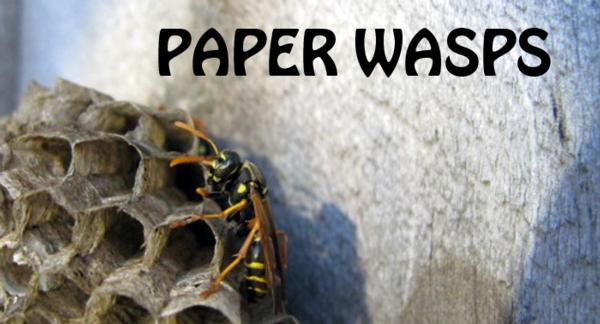 Paper wasp