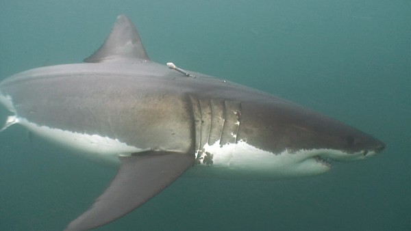 Tagged Great White Shark: Shack