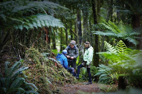 A Hollyford Track guide discusses botanical information with guests on the track  