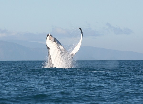 The Humpback