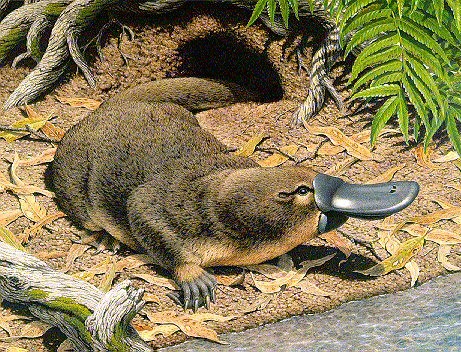 Platypus genome mapping boon for human and livestock researchers ...