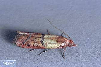 pantry moth