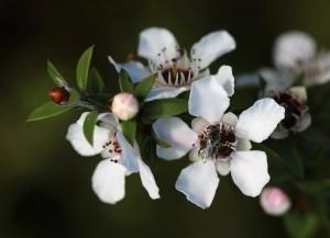 Completed research signals new era for Manuka Honey industry says Waikato based SummerGlow Apiaries.