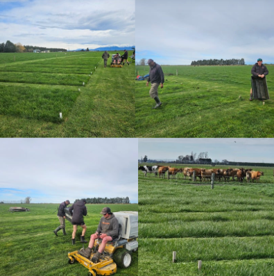 Agraforum New Zealand compaction and Bio N field trials conducted by Dr. Gordon Rajendram in Canterbury.