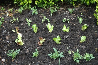 Marigold, Lettuce, and tomato