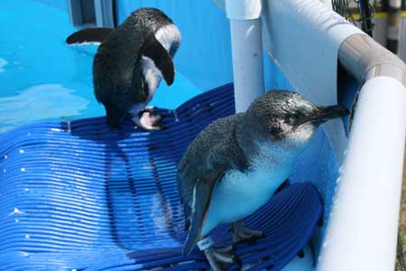 Little blue penguins recover at the Oiled Wildlife Response Centre where Massey University vets are working to save birds that have been coated in oil from the grounded container ship Rena.