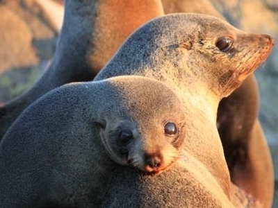 NZ fur seals 