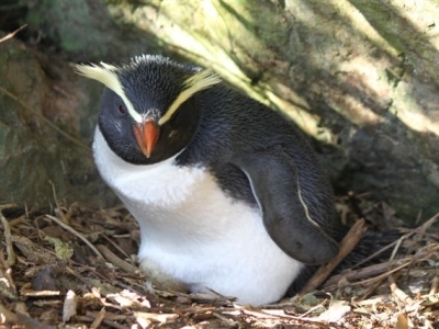 Tawaki penguins 