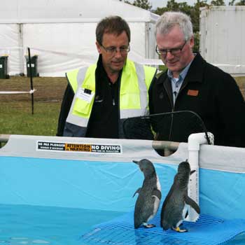 Mr Maharey and Oiled Wildlife Response Unit director  Dr Brett Gartrell check the little blue penguins.