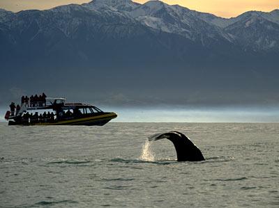 Watching a sperm whale play with Whale Watch Kaikoura.