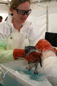 Massey University wildlife vet Baukje Lenting  re-washing a penguin.