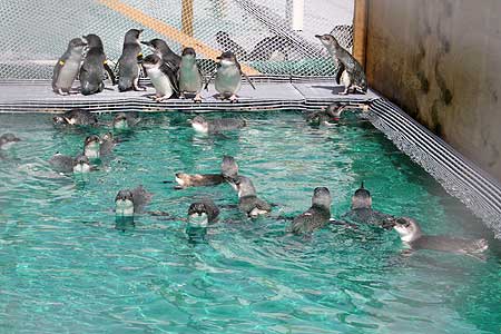 Rehabilitated penguins in a special enclosure.