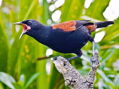 Saddleback singing