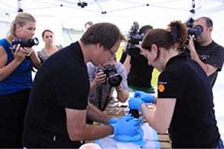 Amid intense media interest, Massey University veterinarians Brett Gartrell  and Pauline Conayne feed an oiled penguin at the wildlife rehabilitation  centre set up in Tauranga.